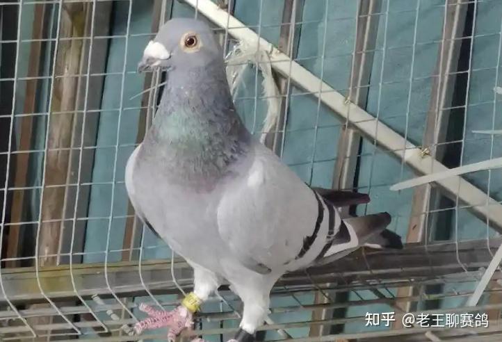 从零开始养赛鸽？老鸽友分享：小户引种避坑指南 知乎 
