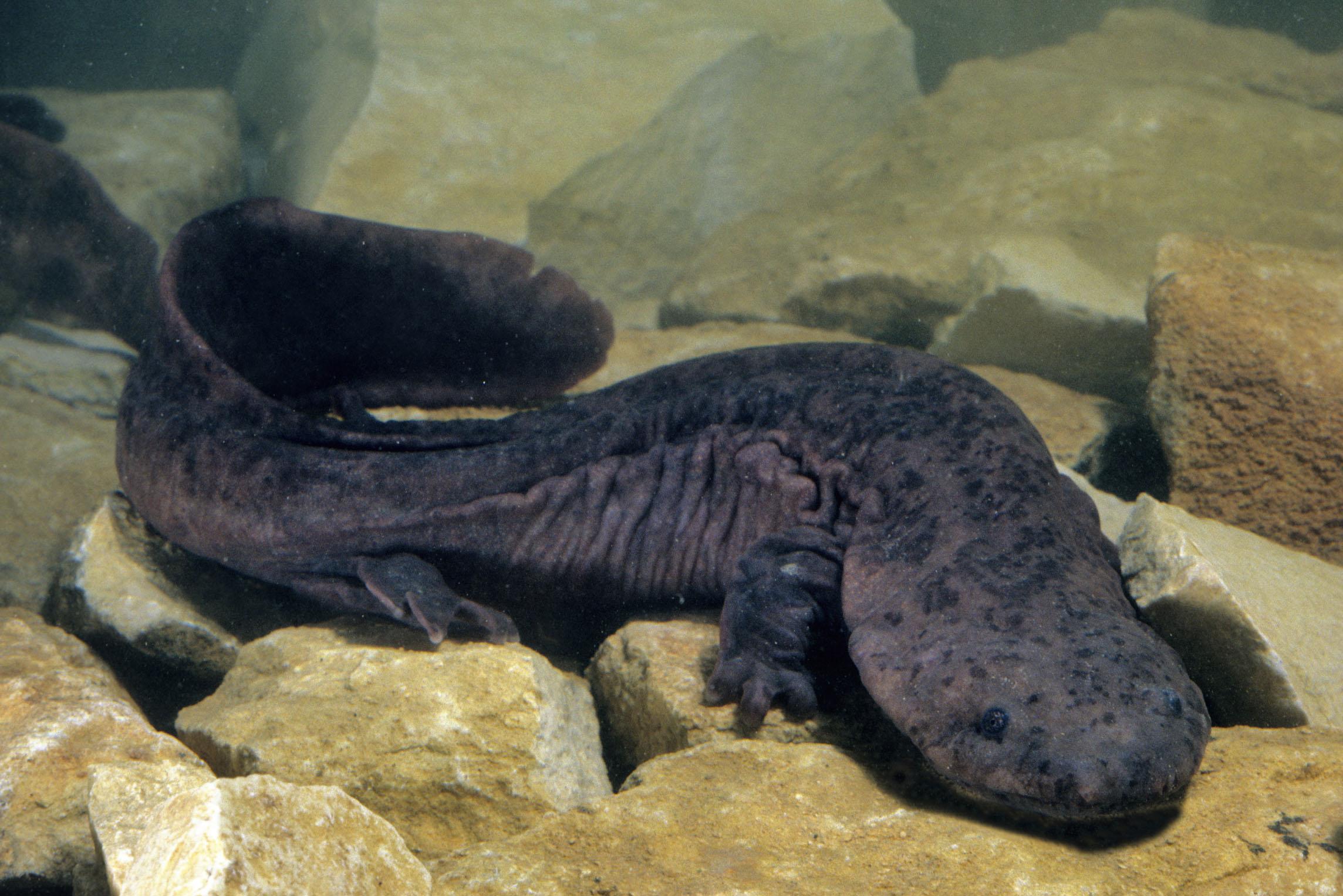 研究人员认为中国大鲵(娃娃鱼)包含多个物种,保护措施是否需要调整?