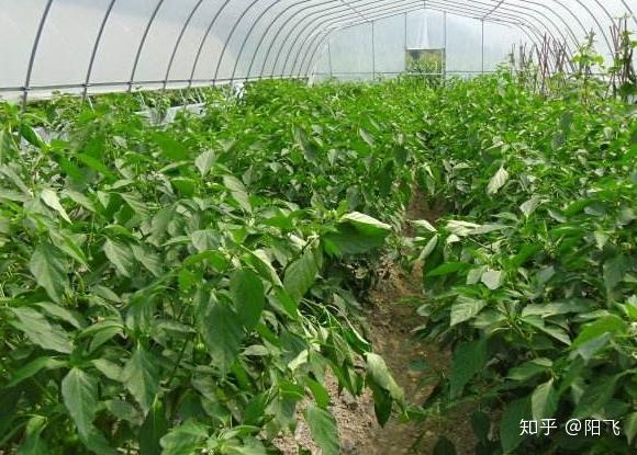 农民大棚种植辣椒 掌握如何施肥的方法 才能提高产量和质量 知乎
