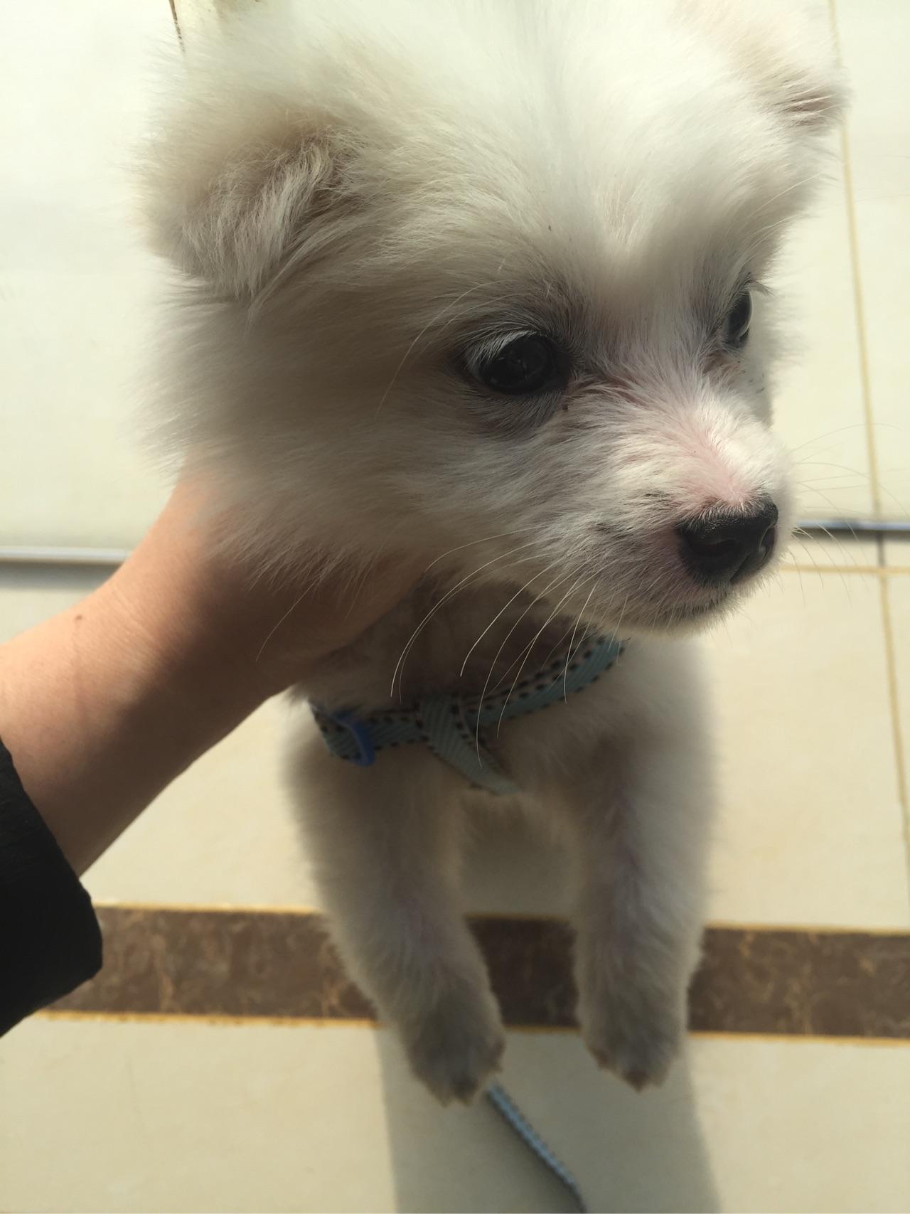 捡到一只流浪狗,我觉得是田园犬,还是串串呢?