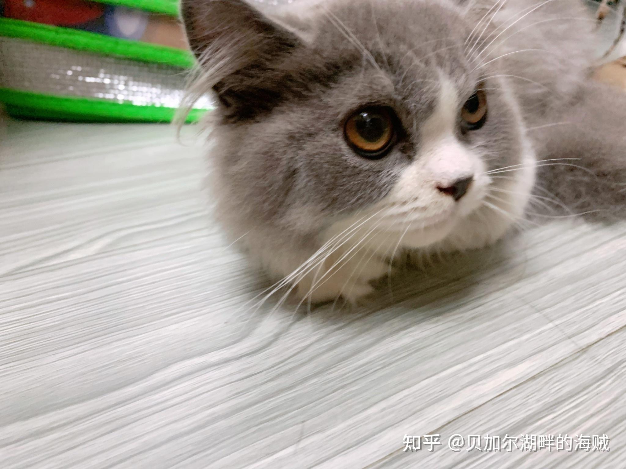 英短蓝白鼻子黑是原本就是这个颜色还是因为鼻子出了什么问题