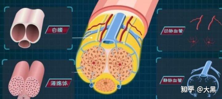 男性生殖器官增大取决于海绵体变大吗?那么真正的方法是什么? - 知乎