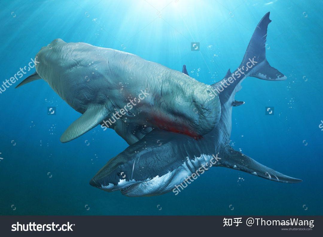 梅氏利维坦鲸和巨齿鲨哪个更厉害些? - 知乎