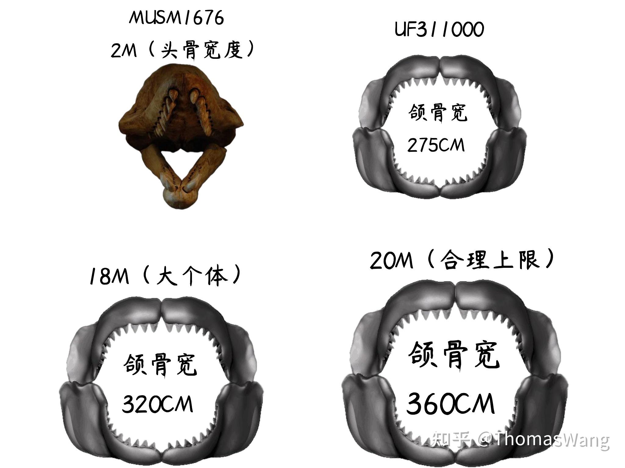 梅氏利维坦鲸和巨齿鲨哪个更厉害些? - 知乎
