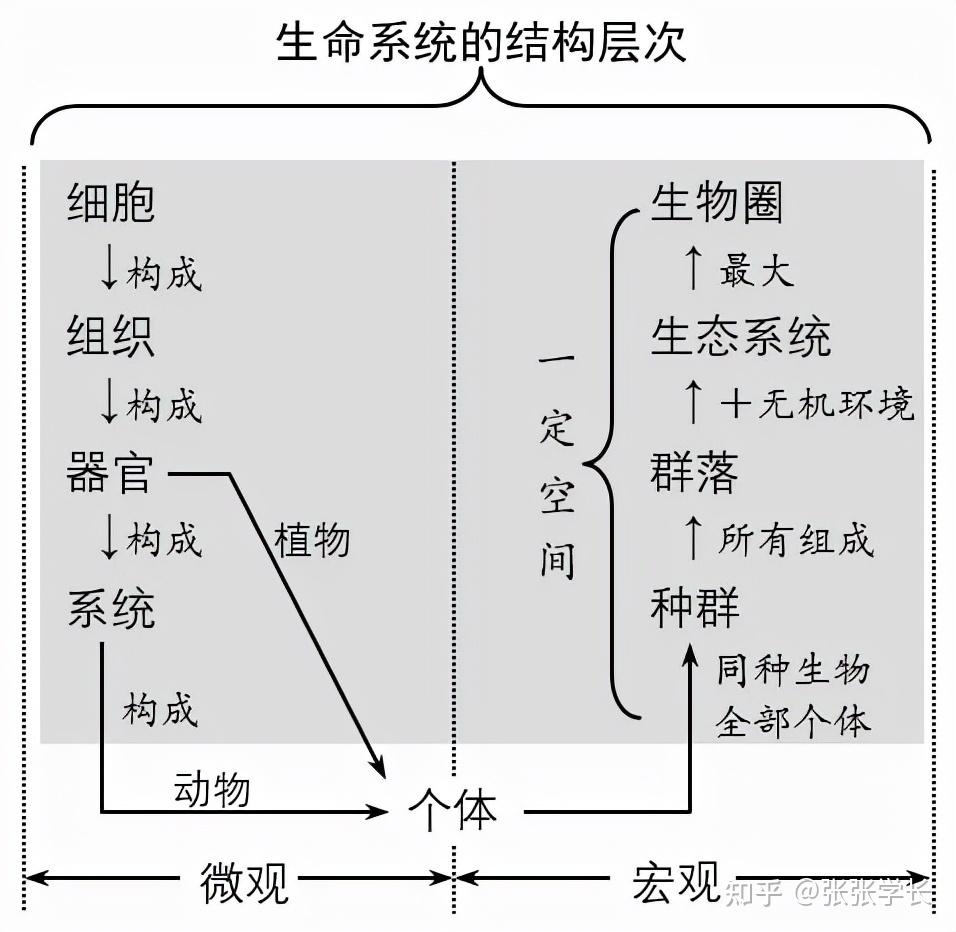 高中生物怎么学?新版必修一全册知识点清单,超详细!