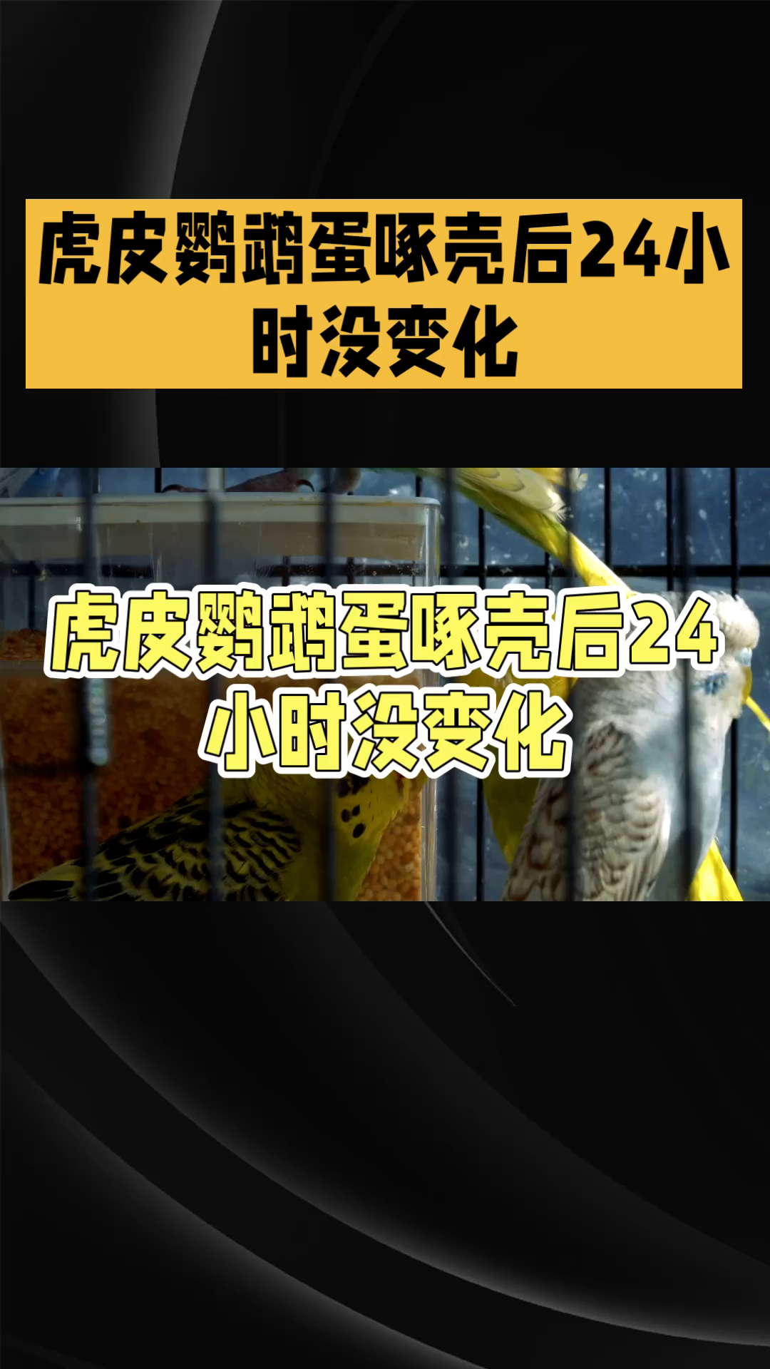 虎皮鹦鹉蛋要怎么孵化呢