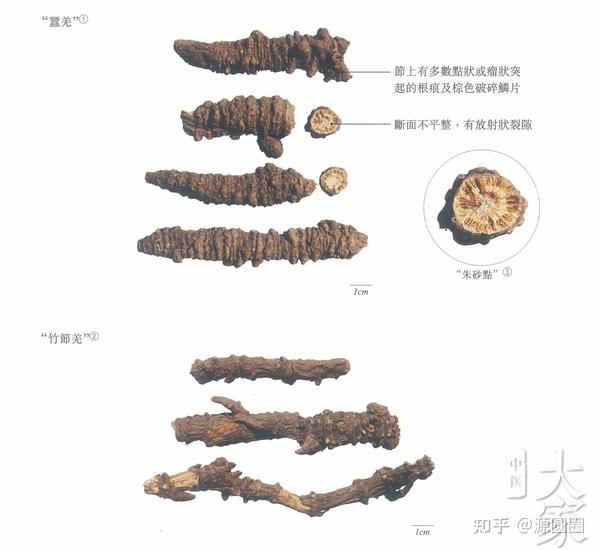 每天一味中药:羌活 - 知乎