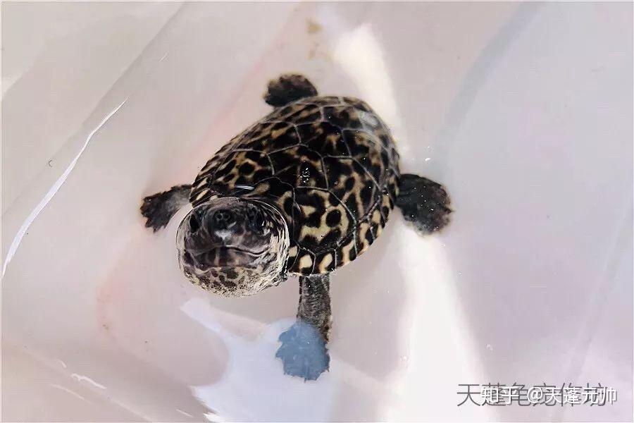 浅谈龟种|黑白世界的光辉