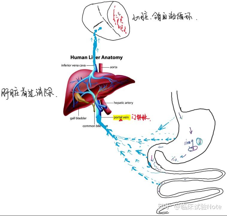 门静脉血流方向图图片