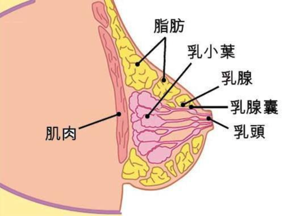 乳房结构图中乳房硬块图片