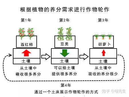如何在小菜园上进行一年生蔬菜轮作 - 知乎