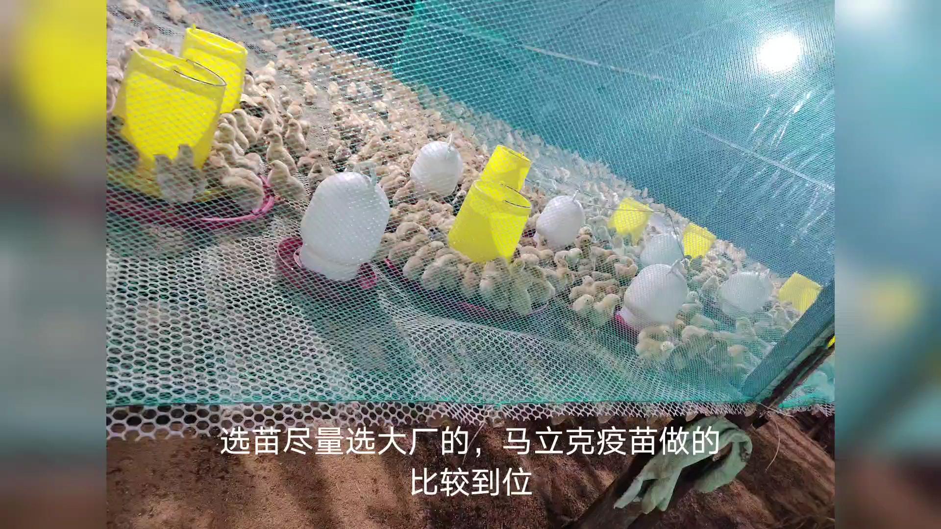 刚出壳的小鸡如何脱温