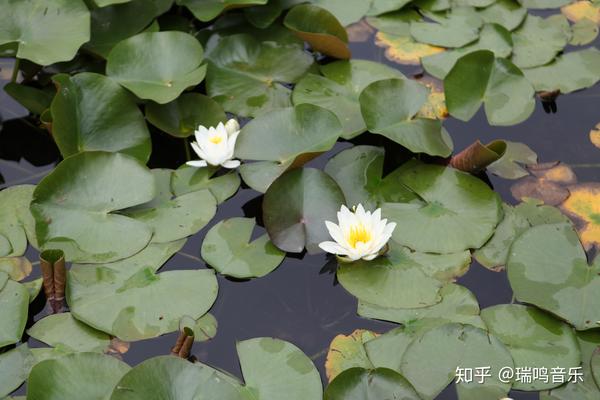 哀而不伤才是 女人花 的最高境界 知乎