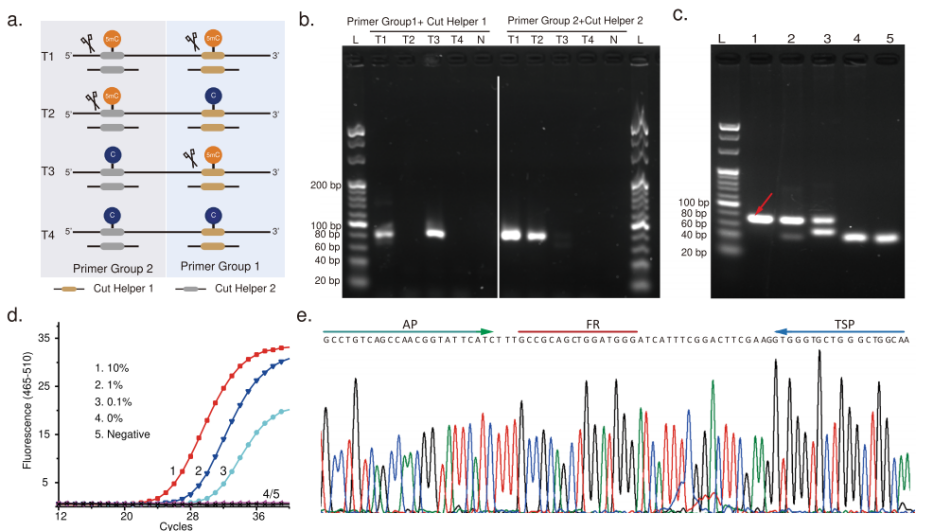 Nature子刊！PCR新策略--检测位点特异性突变和甲基化修饰的方法 - 知乎