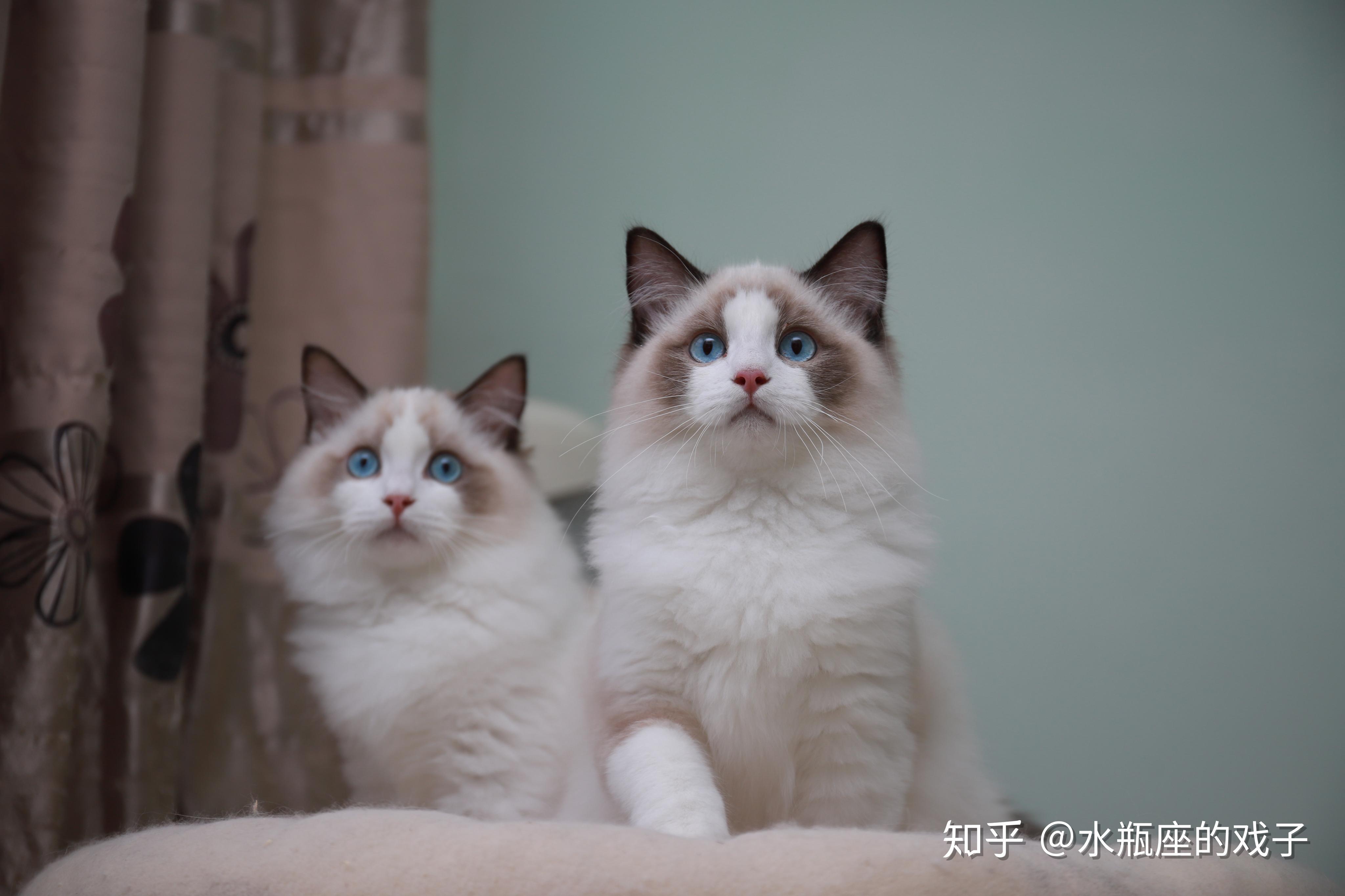 我想问下布偶猫色系,蓝双色,海豹双色,山海双色有什么差别,最好有图.