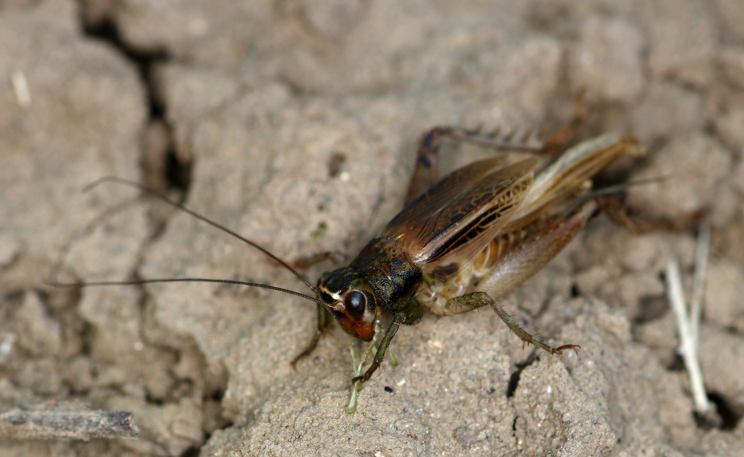 蟋蟀-河南农业病虫-图片