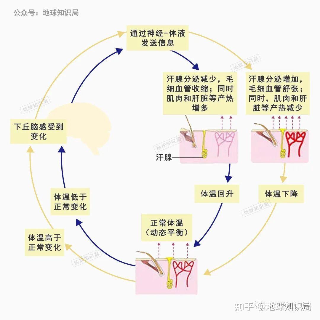 体温调节模式图图片