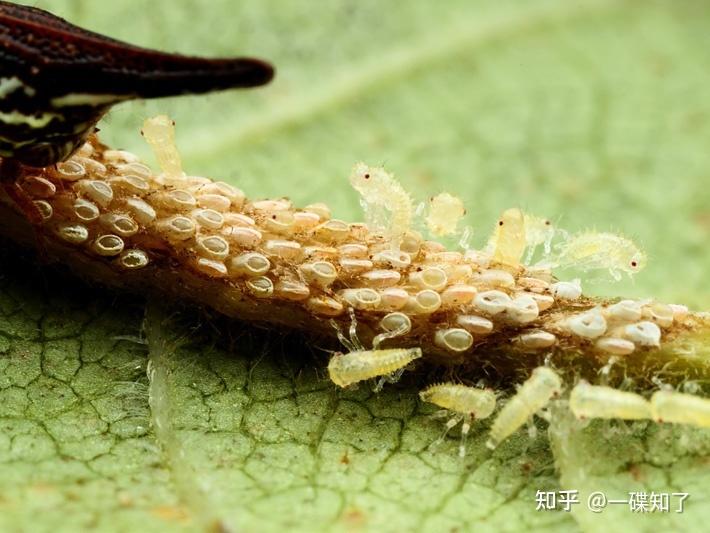 角蝉带你看看昆虫的长相能有多怪