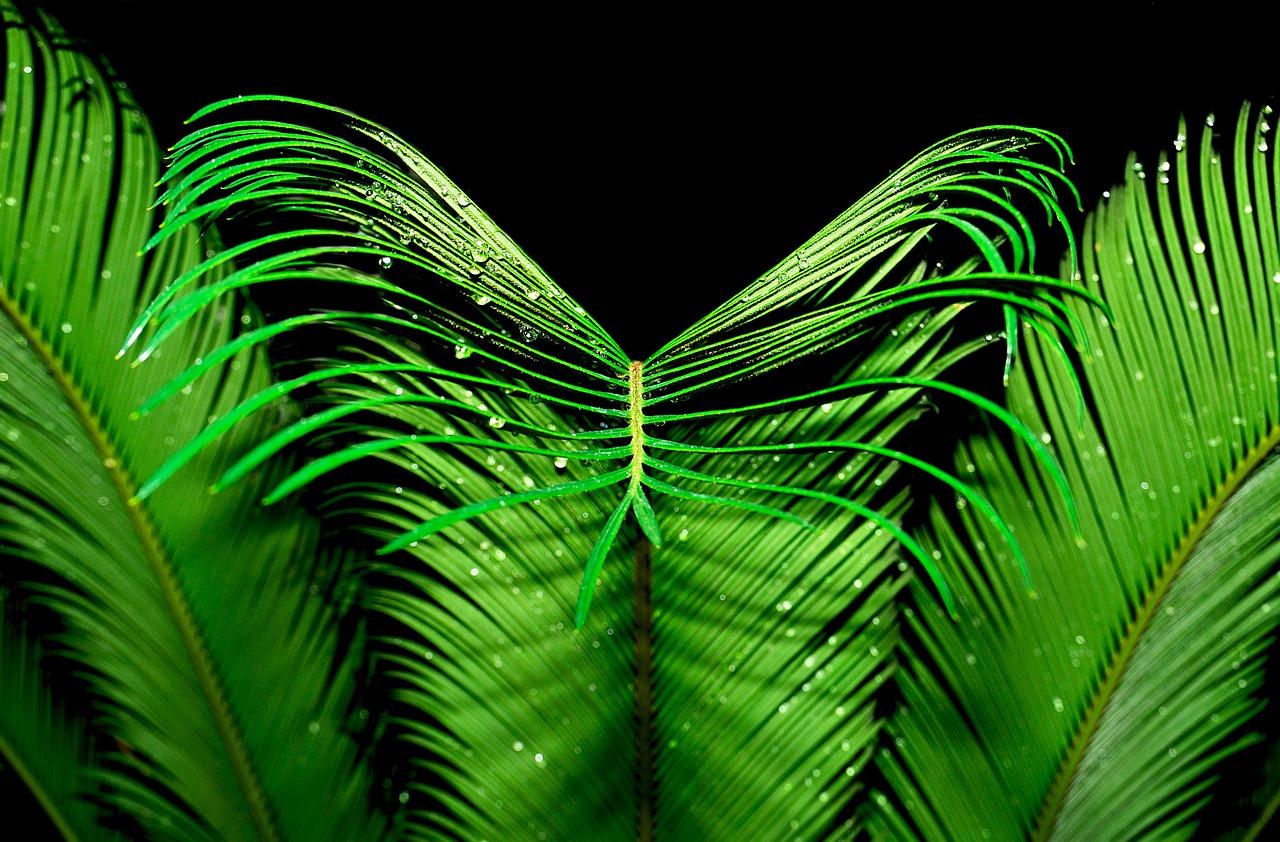 3. 棕榈林景致美