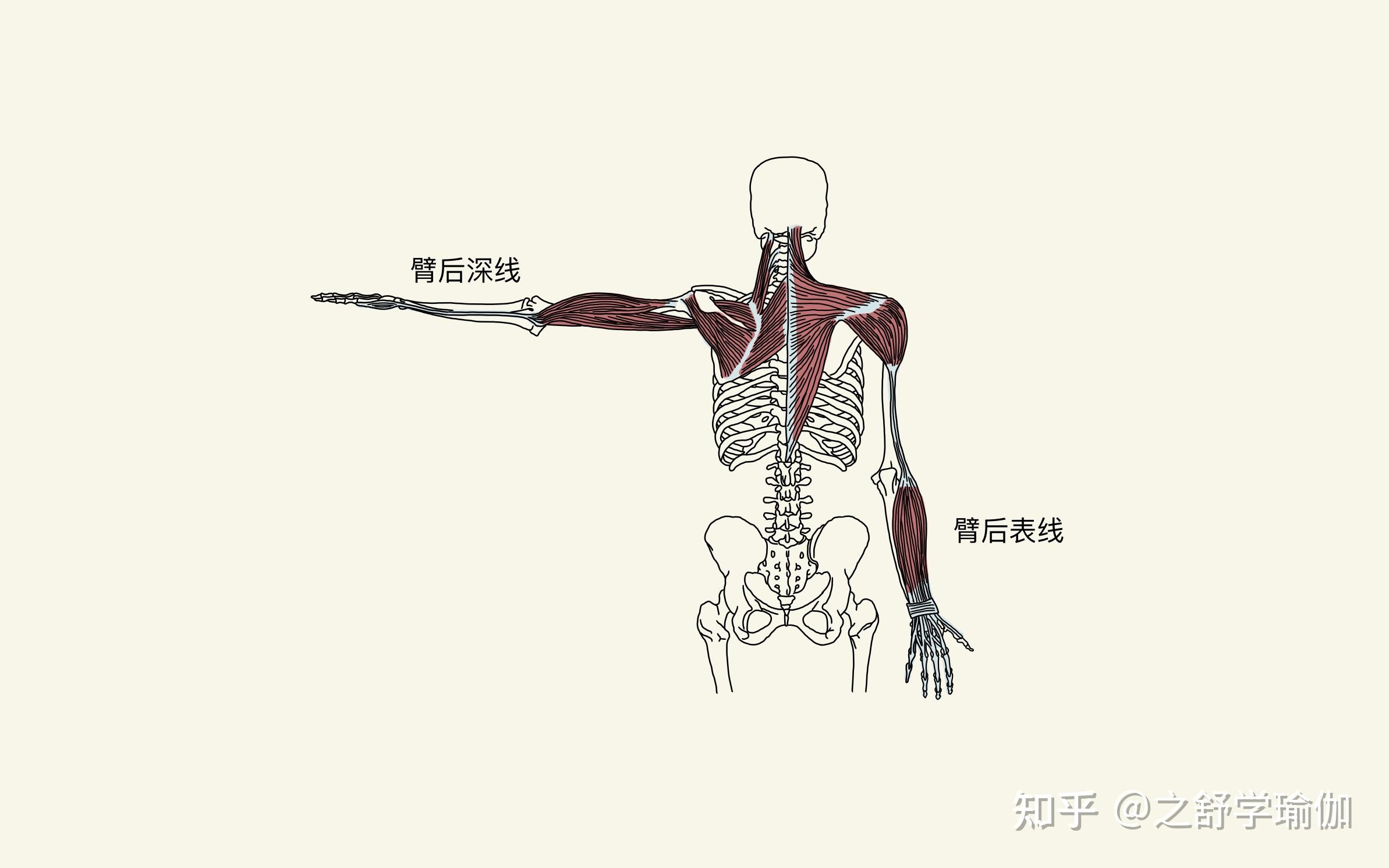 侧表链肌肉图片