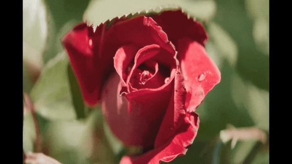 《女孩，你怎么了？》烂番茄100%，小语种爆款