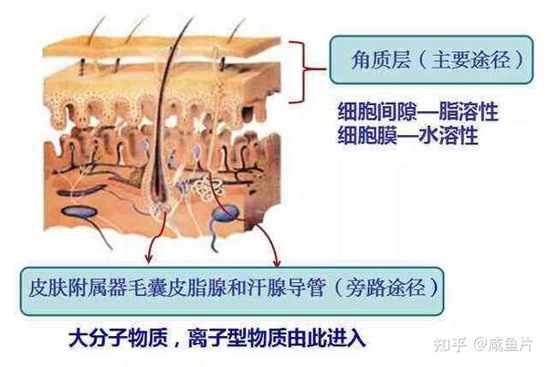 护肤品保养型_如何护肤保养脸部肌肤_功效型和保养型护肤品