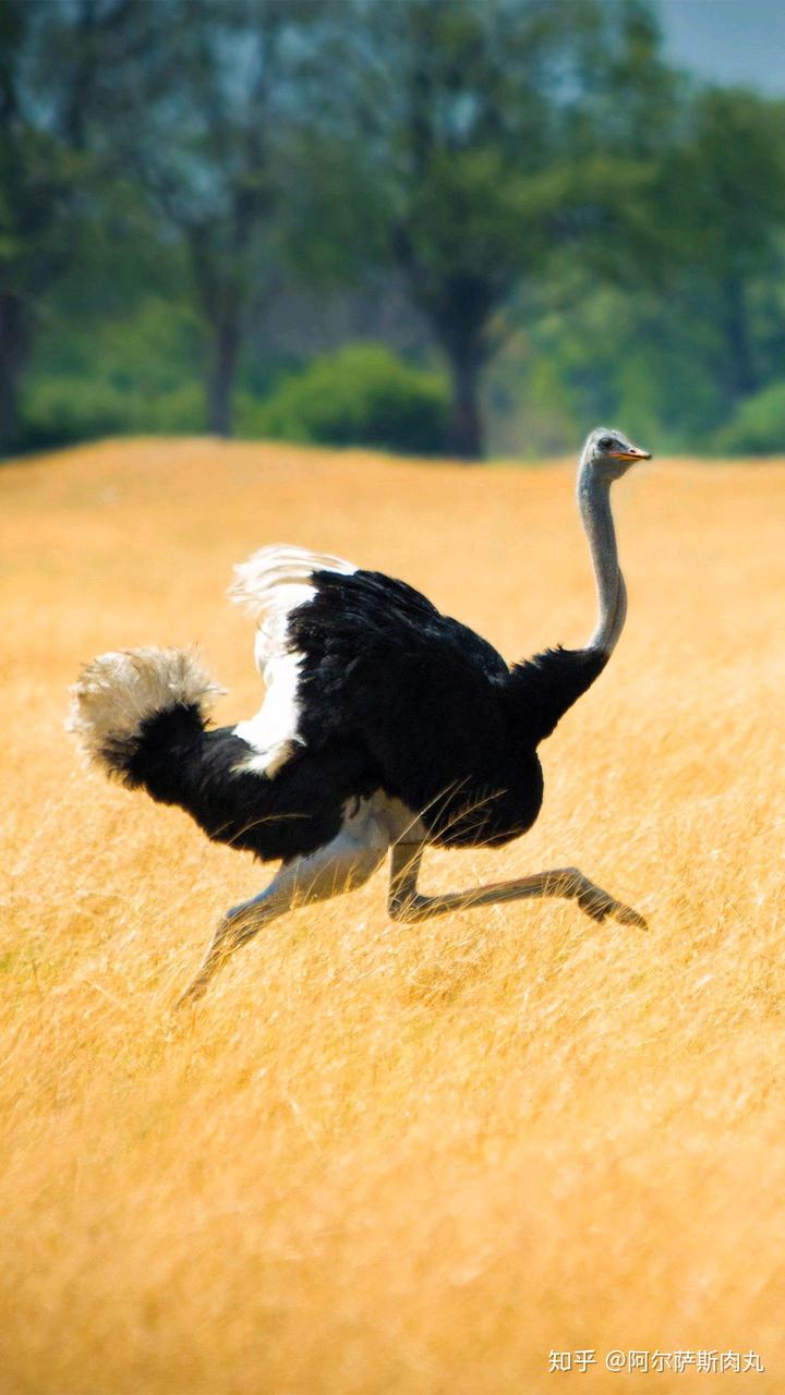 为什么大众仍然不接受鸟类源于恐龙？