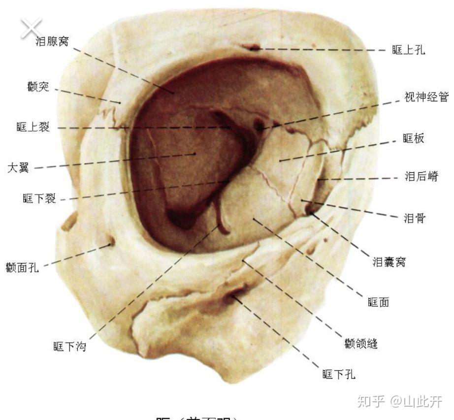 眶上切迹位置图图片