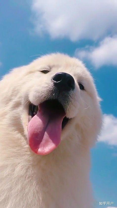 狗狗笑起来的壁纸有吗跪求谢谢了