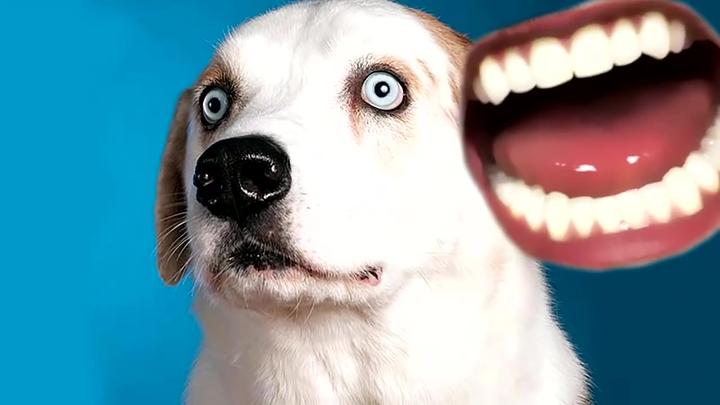 猫脸人嘴特效 - 知乎