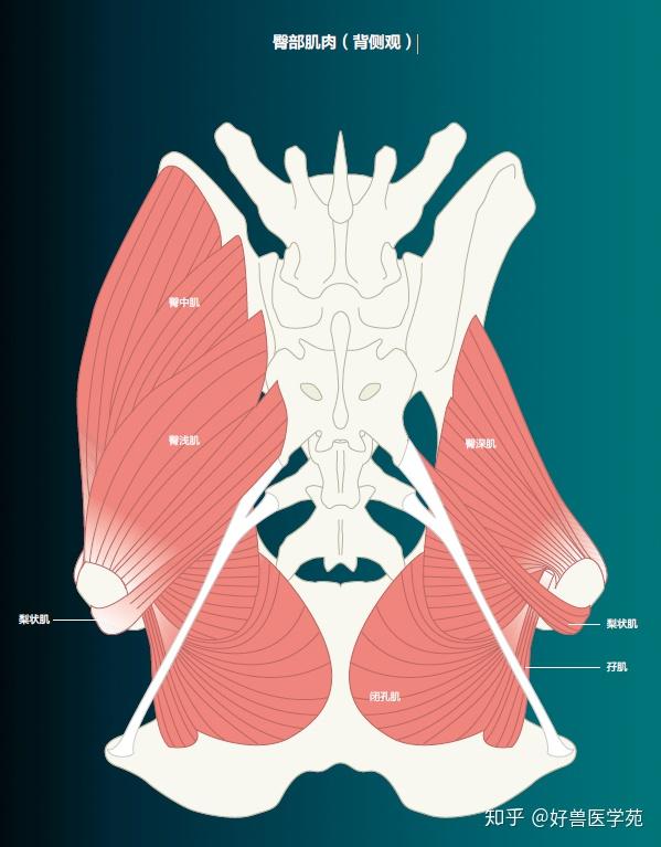 小动物骨盆部解剖图 部分 知乎
