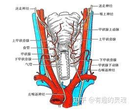 认识一下，甲状腺的“邻居和亲戚”！ - 知乎