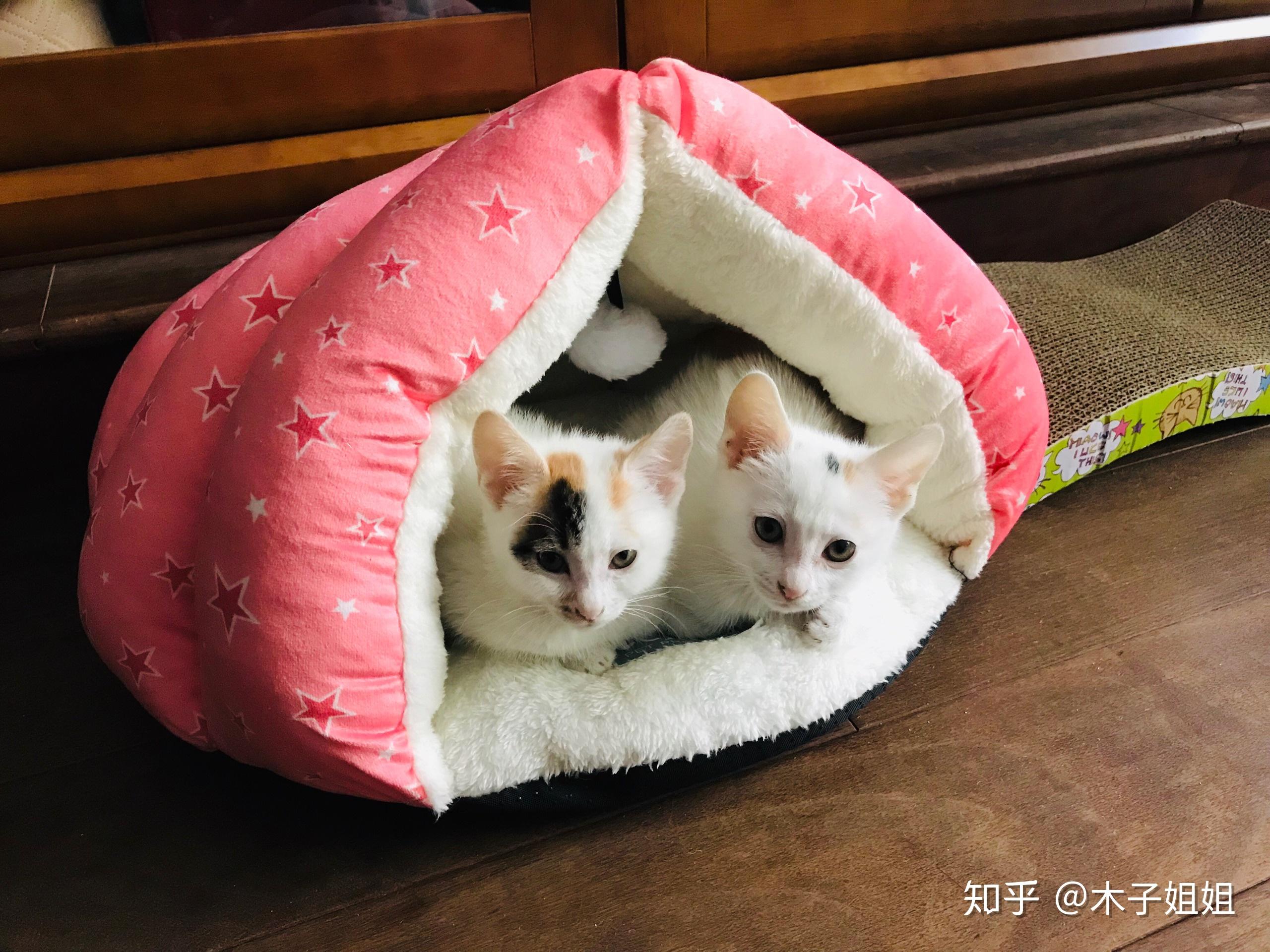 养六个月以下的小奶猫是怎样的体验