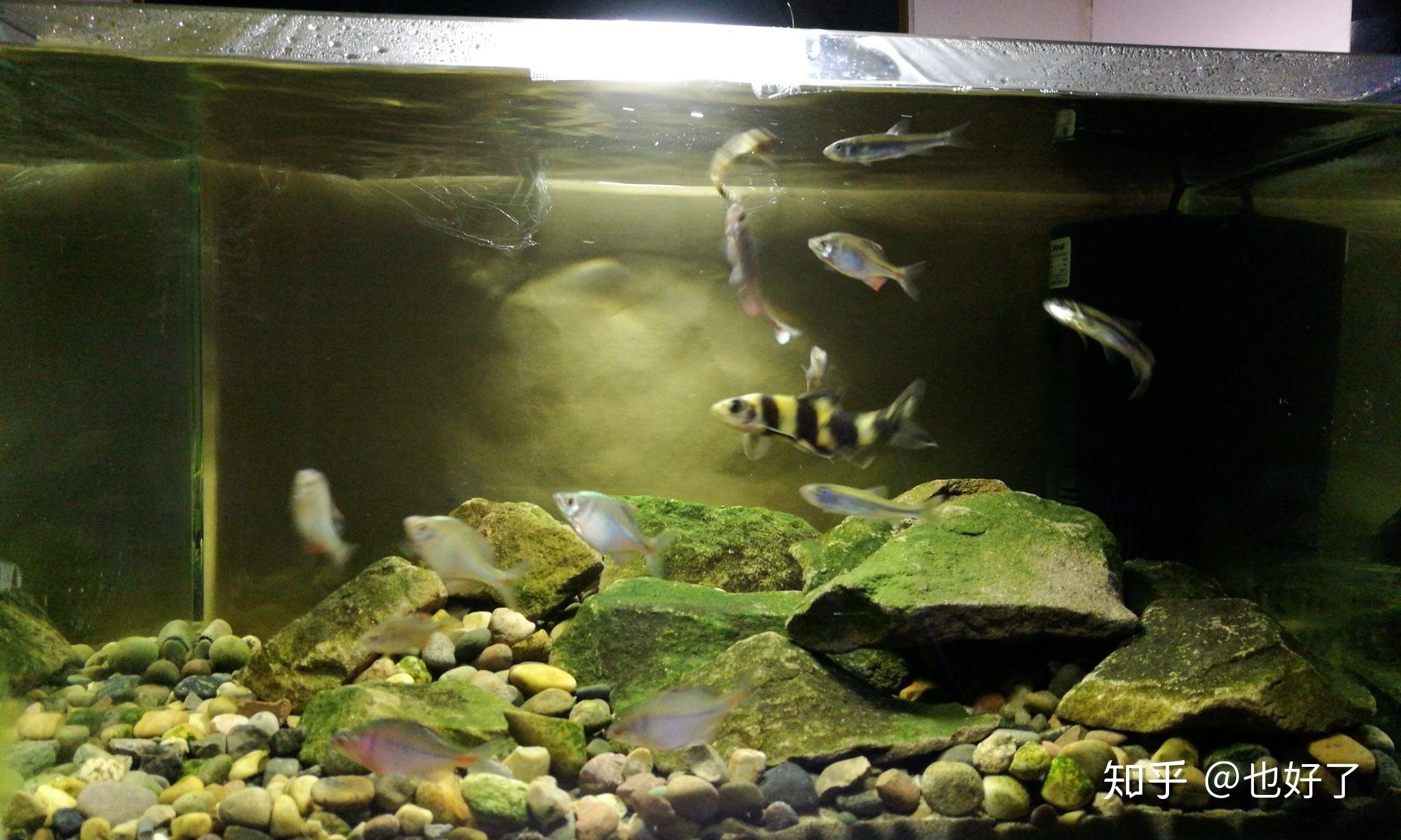 怎么养鱼不长绿藻 v2-3c0c3d15be25de7c0ea2fc0e84fc7b6c_r.jpg