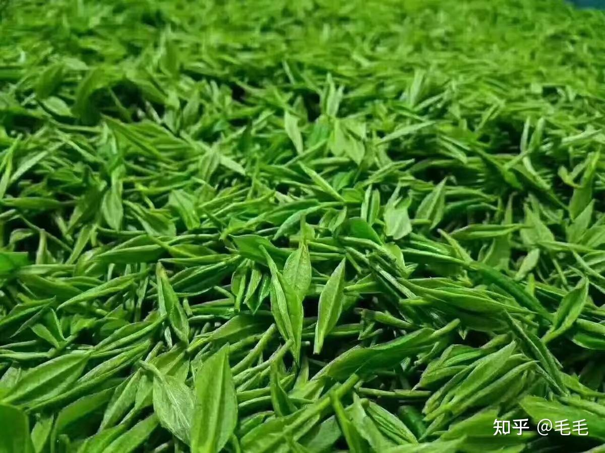 瘦身纤体的花草茶 - 知乎
