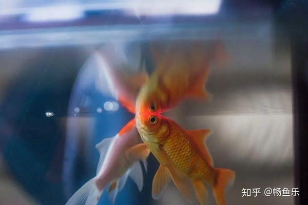 如何辨别金鱼的雌雄 知乎