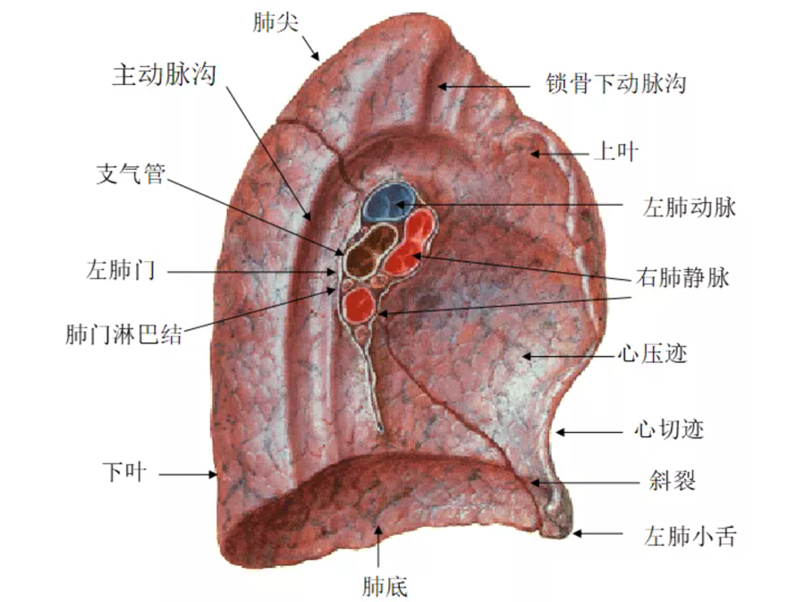 肺门的位置图片图片