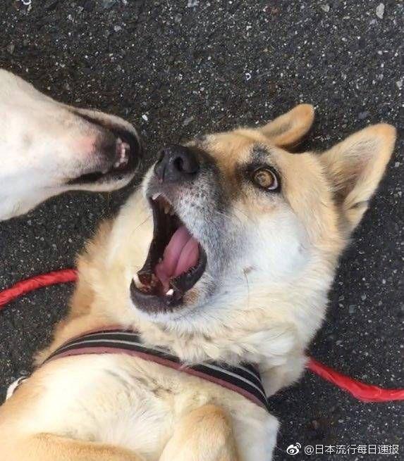 你有什么搞笑的照片或截图?