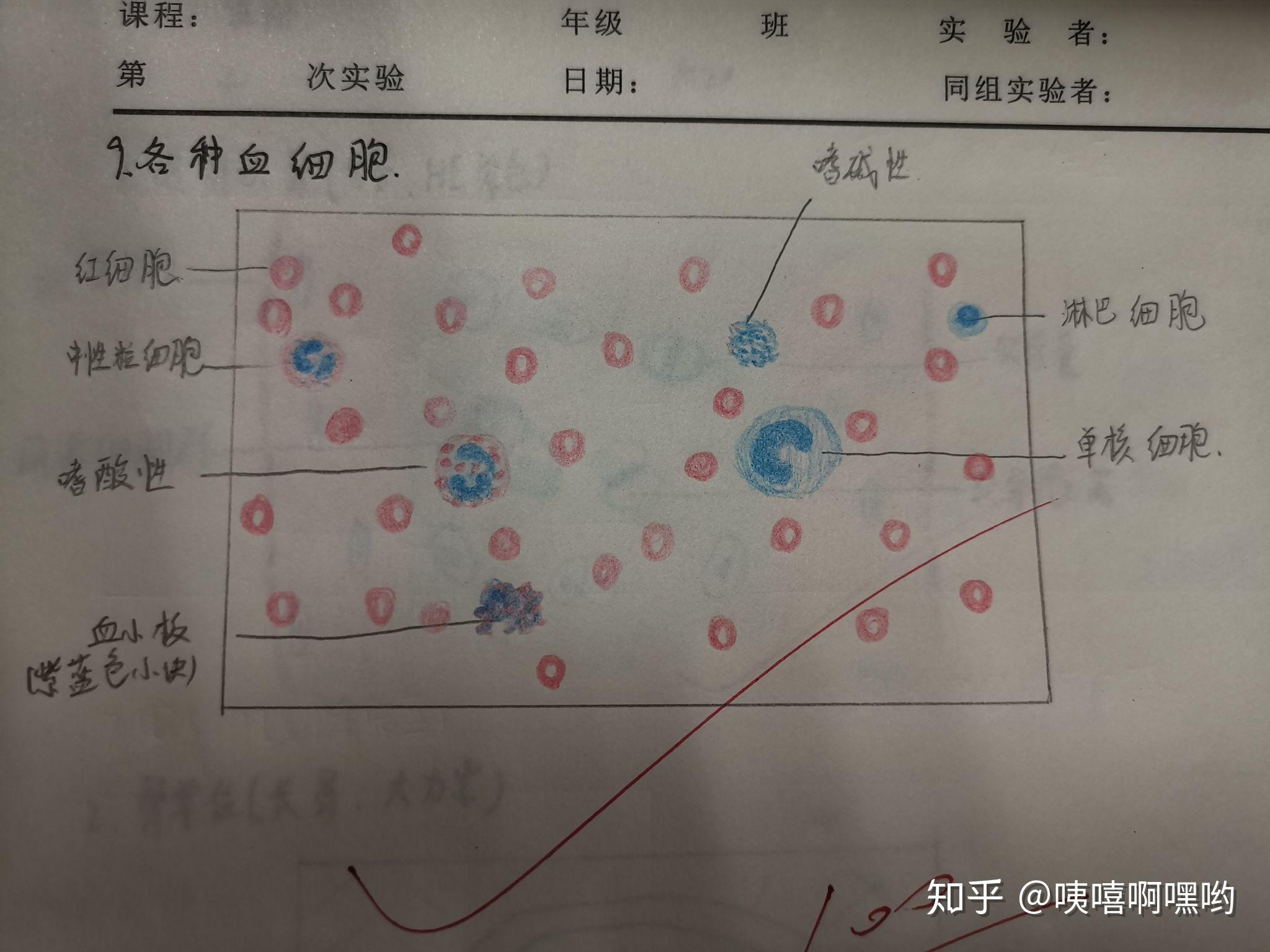 中性粒细胞绘图红蓝图片