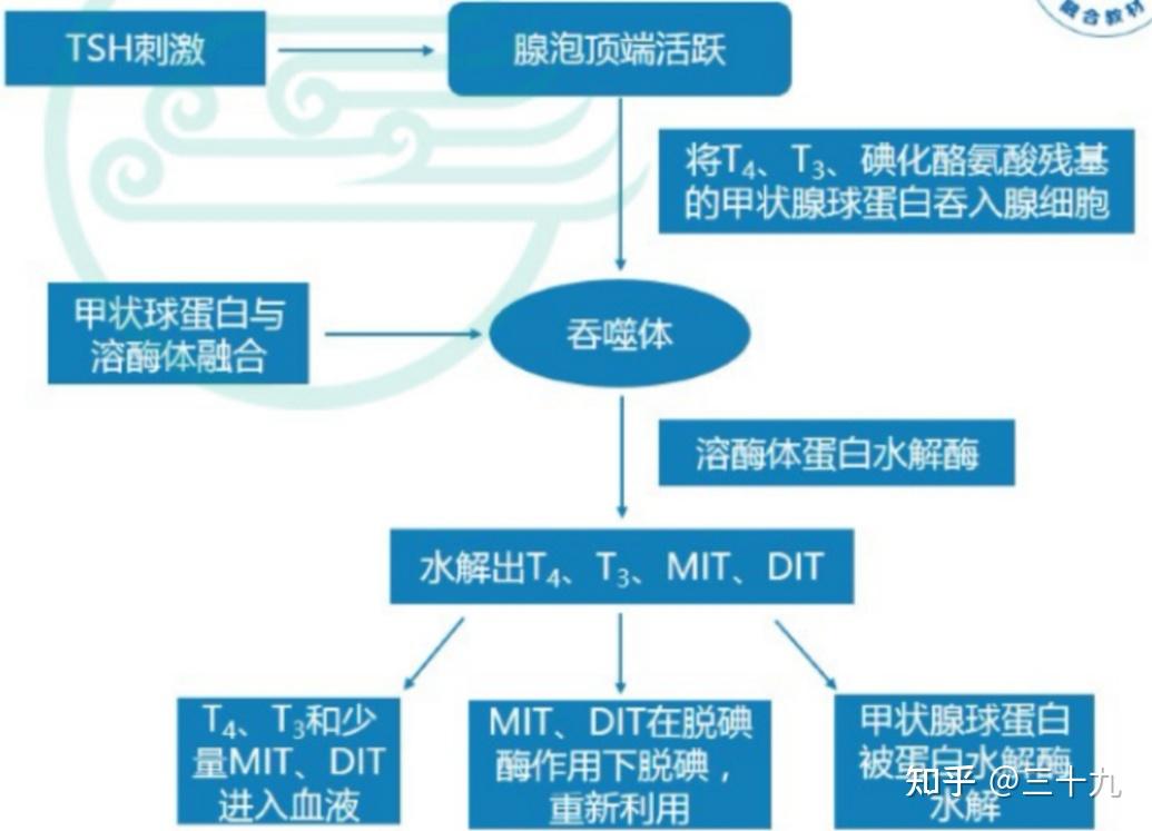 甲状腺调节过程图解图片