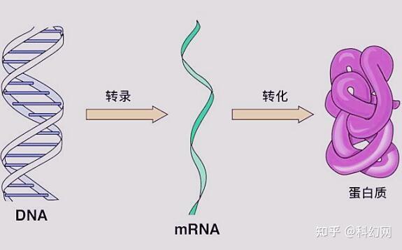 中心法則:dna轉錄(tranion)成rna,然後rna翻譯(translation)成蛋白質