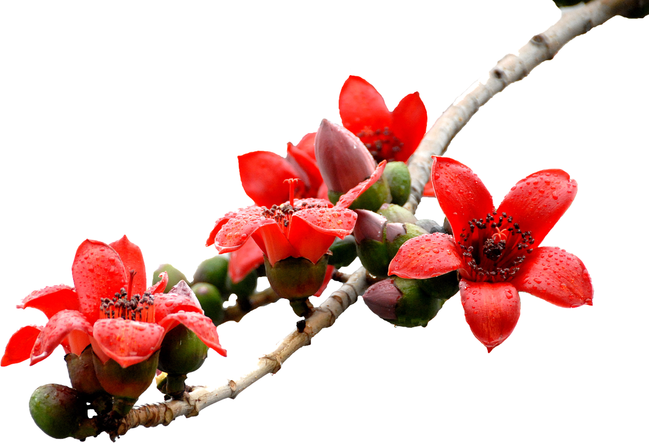 樱花乳胶漆多少钱一桶