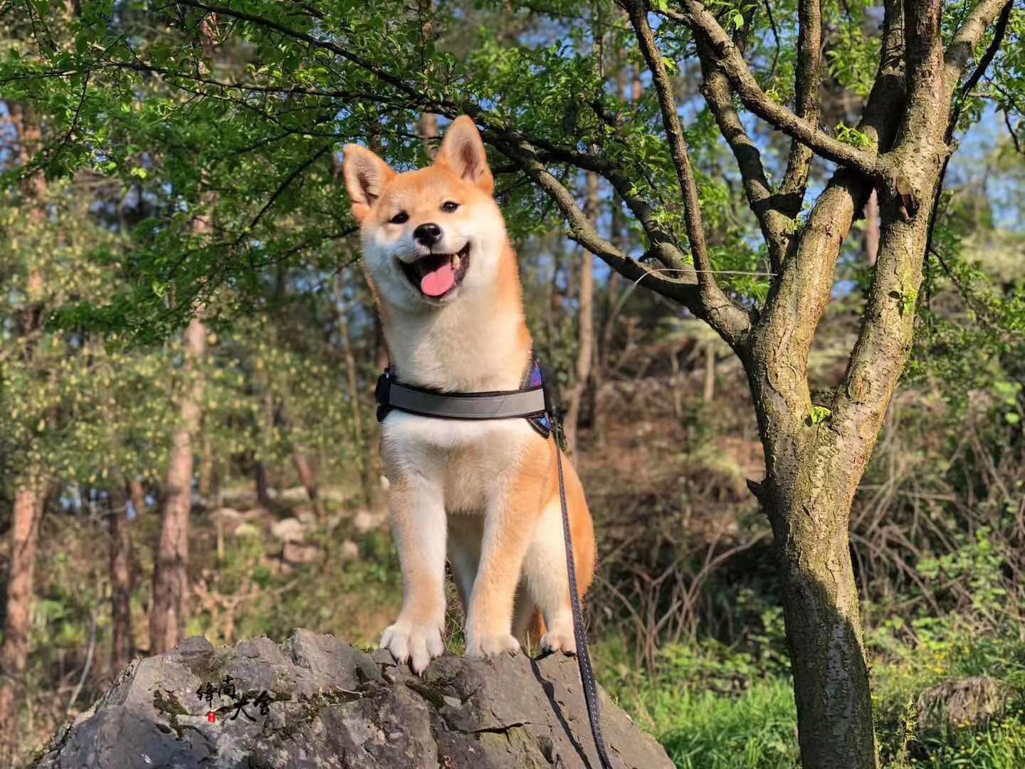 【柴犬】怎么看待遛狗不带绳子这件事情？不带牵引绳有什么坏处？ 知乎 9229