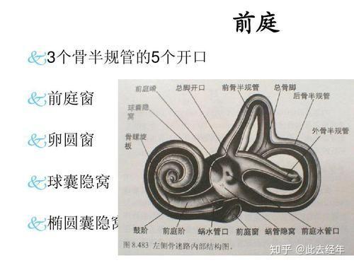 圆窗膜和卵圆窗膜有什么不同?