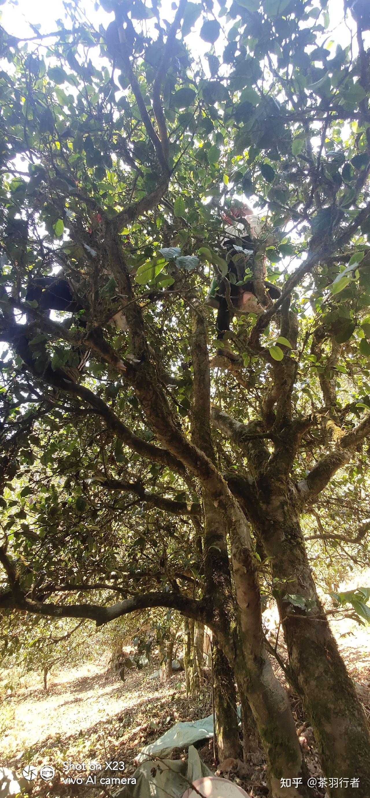 滑竹梁子的口感是怎样的