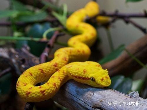 有见过头上长着类似鹿角的蛇不是角奎