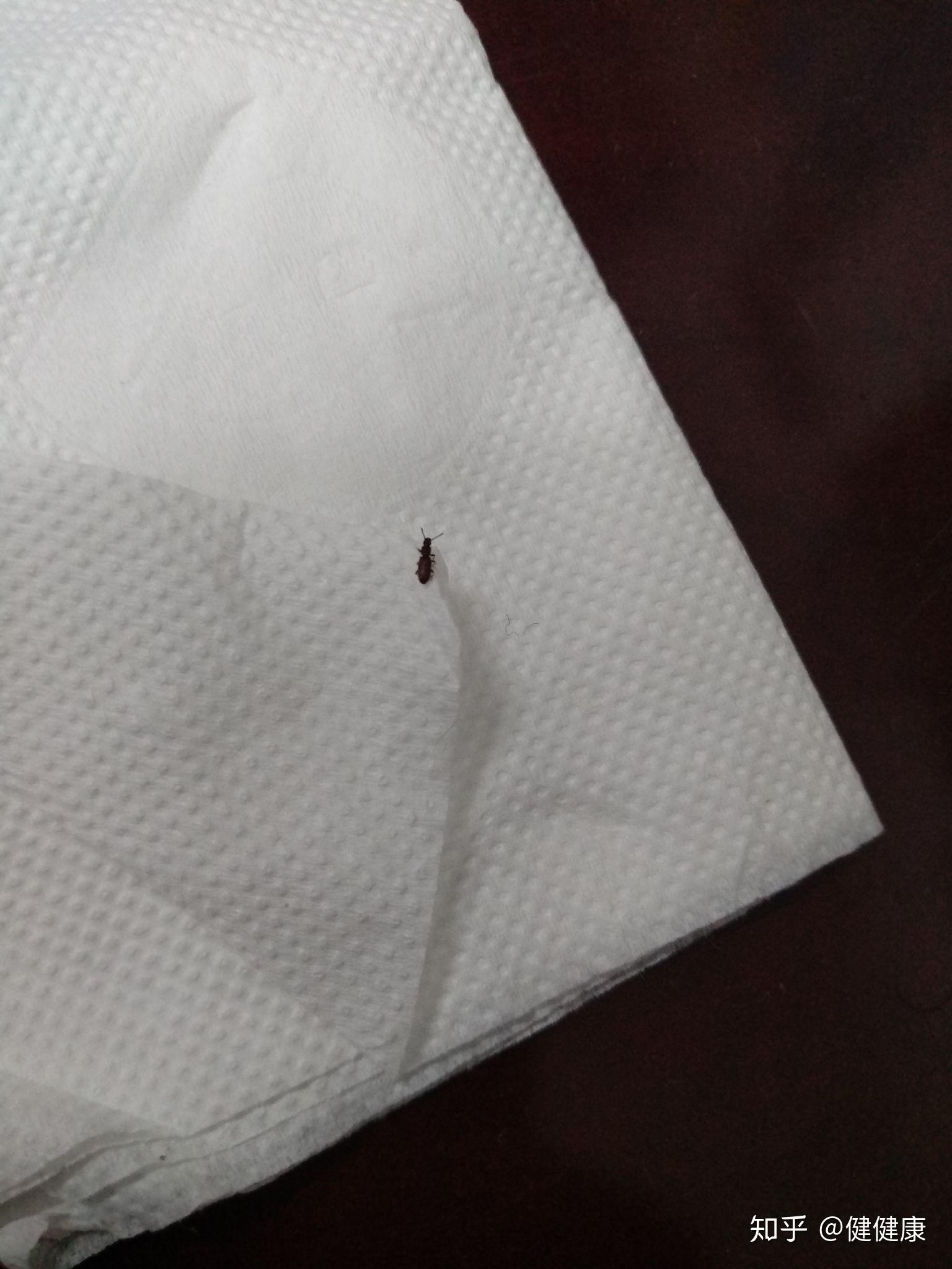 床上总有一种小虫子,芝麻大小的样子,晒被子,晒褥子,洗了多少遍了