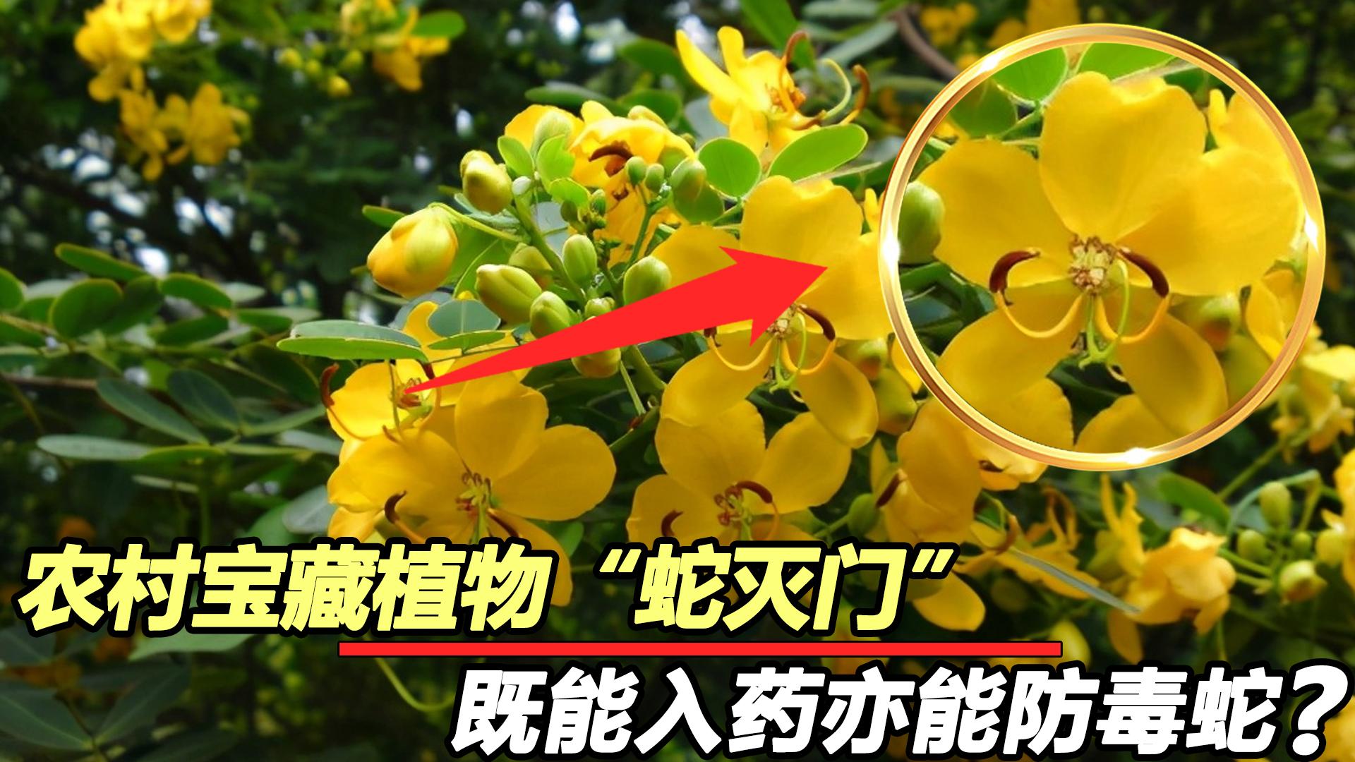 蛇灭门真的能驱蛇吗? - 知乎