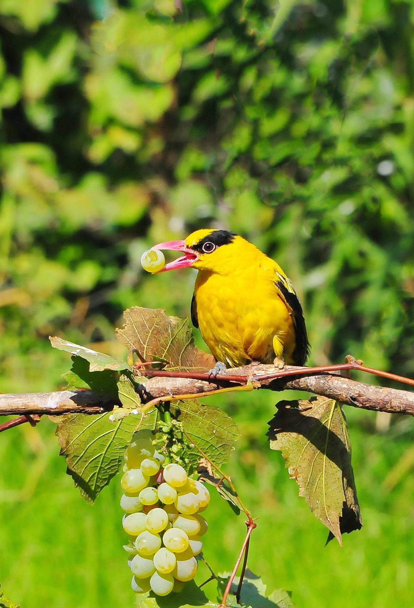 漂亮的黑枕黄鹂