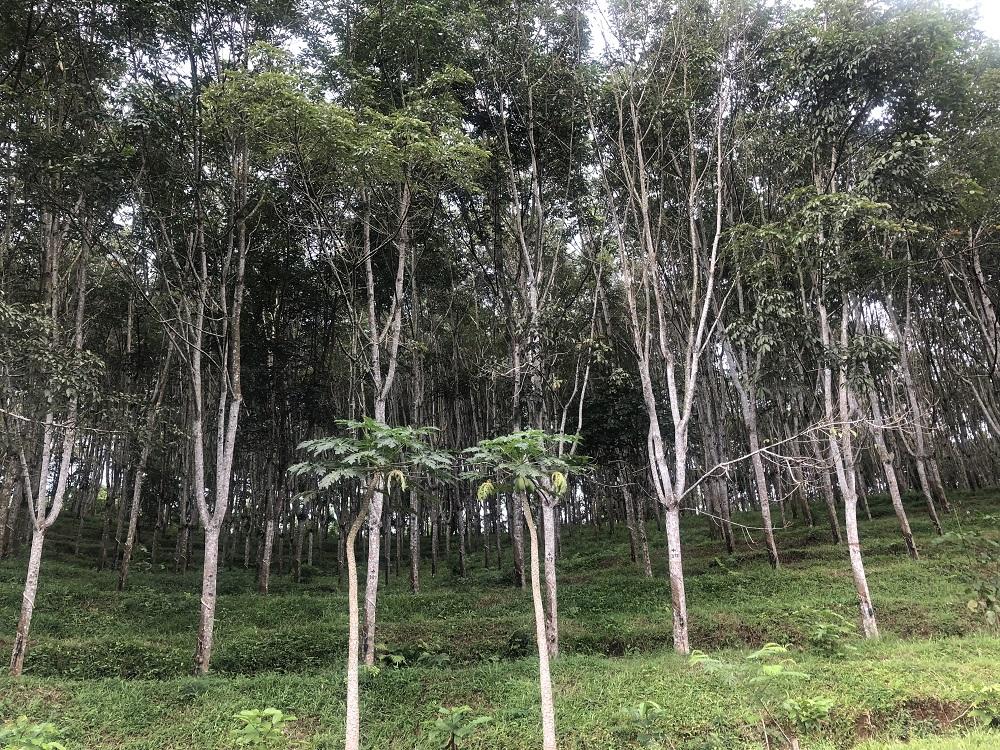 楠香木生态板做衣柜好吗